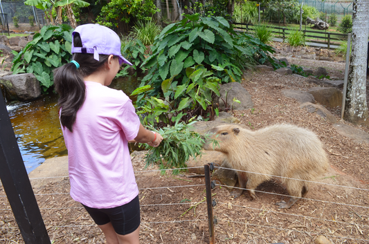 HQ Wildlife Capybara Encounter