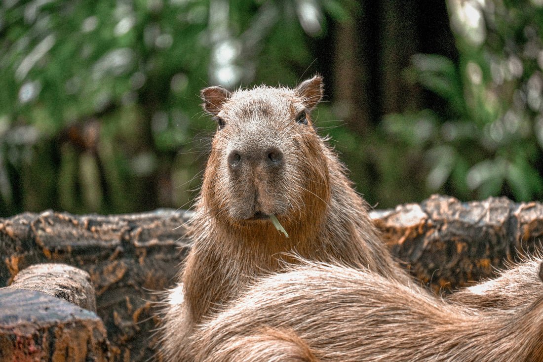 Celebrate the Capybara Appreciation Day