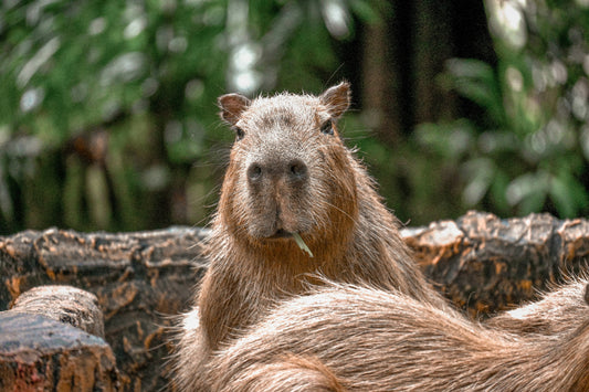 Celebrate the Capybara Appreciation Day